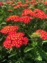 Achillea millefolium ‘Rock Red’ (Ахилея ‘Rock Red’ / Червен бял равнец), снимка 3