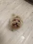 Истински Teacup Maltipoo F1 до 2 кг – рядко момченце от бутикова селекция, снимка 2