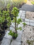 Мини дървета, снимка 4