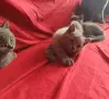 Британски сини късокосмести котенца търсят своите нови домове, снимка 7