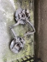kia Opirus 3,5 V6 на части, снимка 9