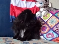 Мини померан Бо, снимка 3