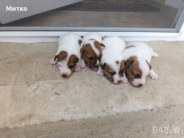 Джак Ръсел териер , снимка 5 - Джак ръсел териер - 54097301