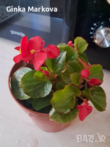 Червена бегония - 2 евро