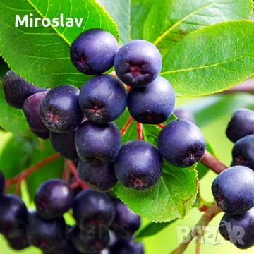 Арония „Викинг“