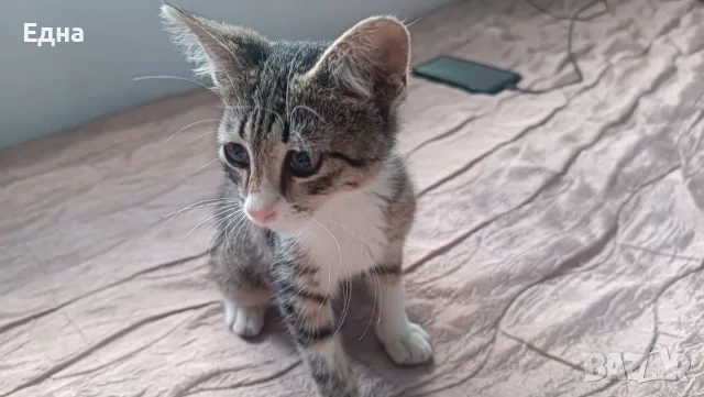 Подарявам добри котета,на добри хора., снимка 8 - Други - 55366035