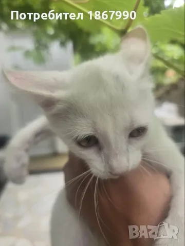 Котета търсят дом
