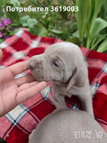 Ваймаранери , снимка 8 - Ваймаранер - 54205376