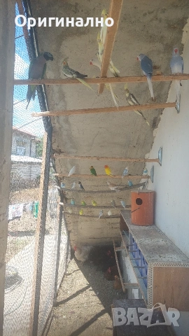 Розовогърд александър 🦜 Китайски Алексанри , снимка 6 - Папагали - 54490747