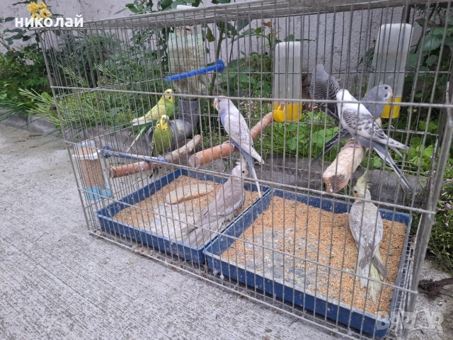 Продавам млади вълнисти папагали , снимка 3 - Папагали - 54910450