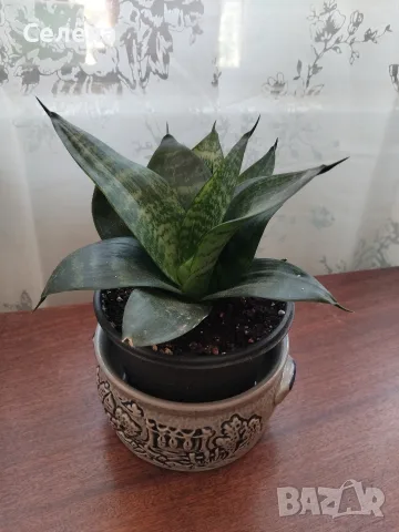 Сансевиера джудже (Sansevieria 'Hahnii
