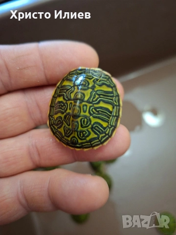 Продава червенакоремни водни костенурки 