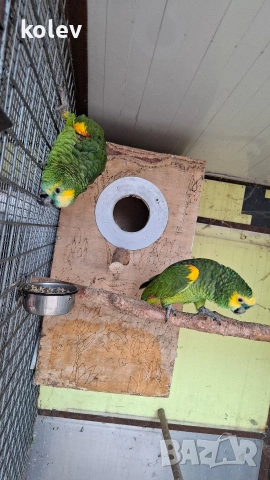 Папагали Синьочела амазона/бебета, снимка 5 - Папагали - 54095247