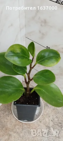 Пеперомия Lemon lime 