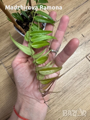 Hoya Хоя Leuchanta 
