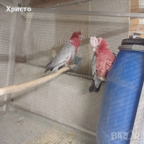 Продавам 2 доказано работещи чифта розово какаду, снимка 2 - Папагали - 54478786