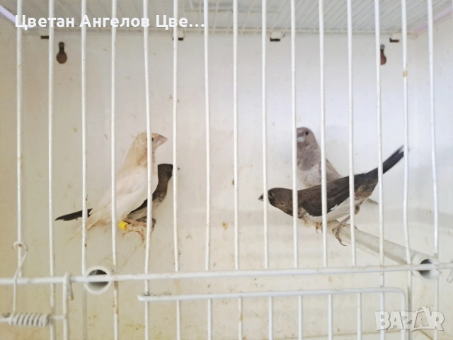 Продавам японски амадини