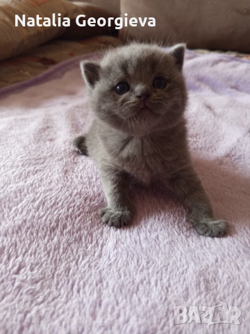 Британски котенца, снимка 5 - Британска късокосместа - 54298904