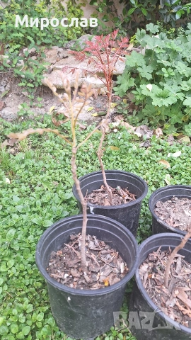 Продавам декоративно растение Китайски мехурник (Koelreuteria paniculata), снимка 6 - Градински цветя и растения - 51422603