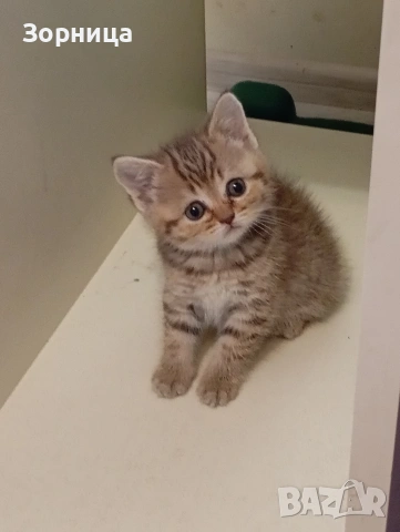 Британско коте , снимка 8 - Британска късокосместа - 54330980