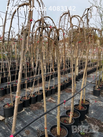 Плачеща Черница, снимка 3 - Градински цветя и растения - 54221317