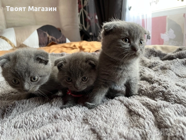 Малки шотландски клепоухи пухкави съкровища търсят своя нов дом! 🐾, снимка 9 - Британска късокосместа - 53889145