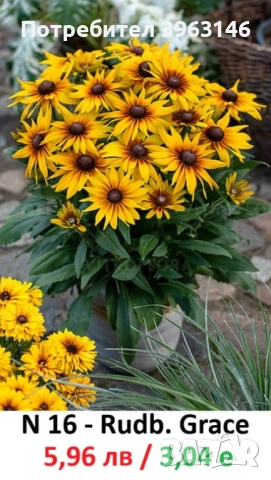 ГРАДИНСКИ Многогодишни Цветя..., снимка 13 - Градински цветя и растения - 51078747