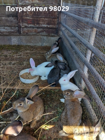 Продавам зайци за колене и разплод. Великани., снимка 5 - Други животни - 54668762
