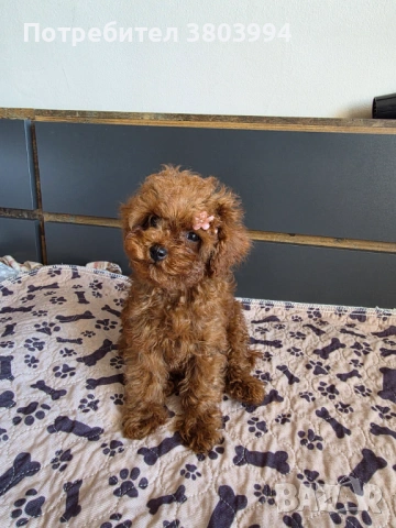 Уникални Той пудел момичета. , снимка 5 - Пудели - 54131488