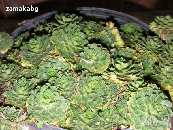 Семпервивум, дебелец, алпийска роза (Sempervivum)