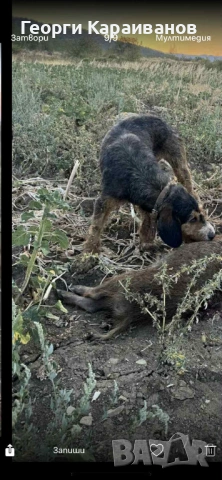Женско гонче барак