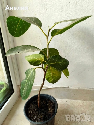 Фикус Ficus Benghalensis( бенгалски фикус ) , снимка 2 - Стайни растения - 54875973