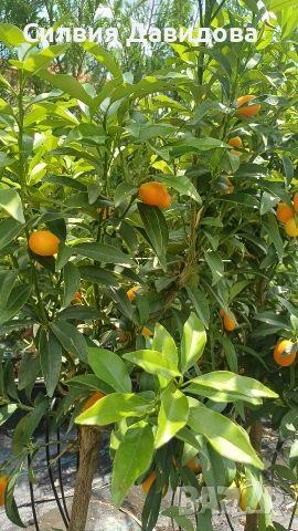 Кумкуат Arancio Citus Sinensis, снимка 5 - Градински цветя и растения - 51814230