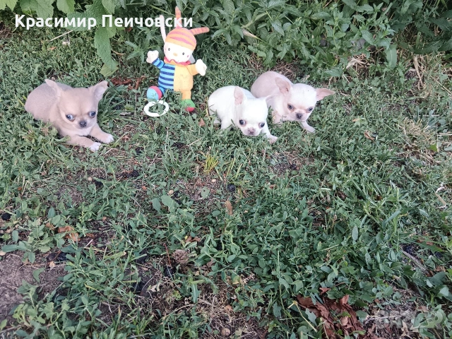 продавам чихуахуа. , снимка 3 - Чихуахуа - 54962195