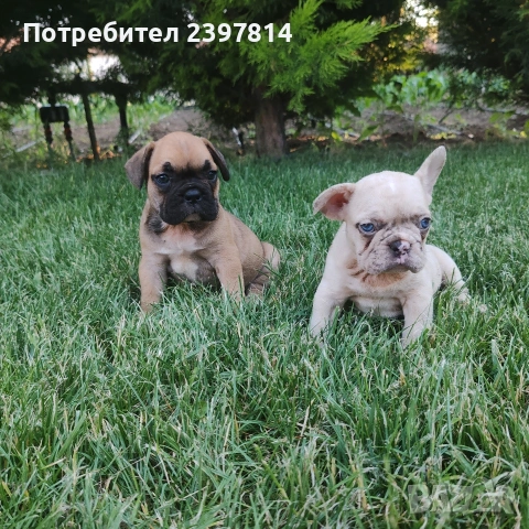 Френски булдог , снимка 10 - Френски булдог - 55008762