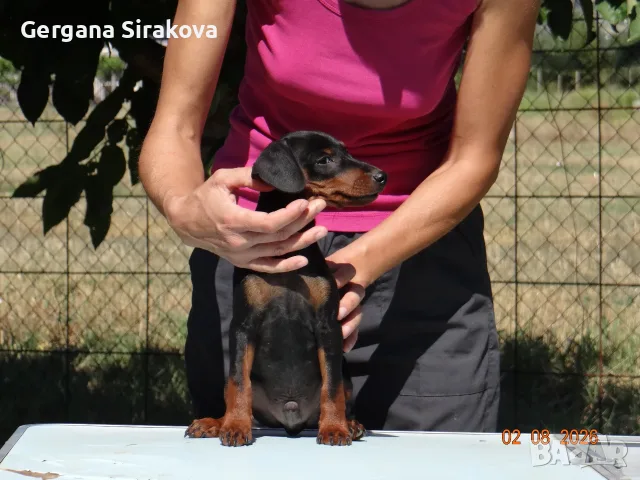Миниатюрен Пинчер / zwergpinscher, снимка 6 - Пинчер - 55357983