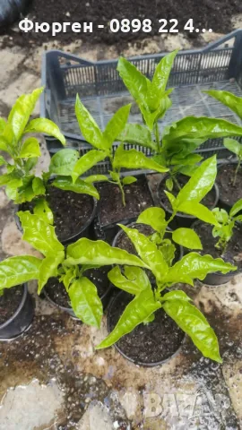 Пасифлора (Маракуя) – Passiflora edulis, снимка 5 - Разсади - 55328034