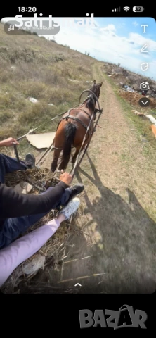 Продавам среден скопен кон, снимка 3 - Коне - 53950294