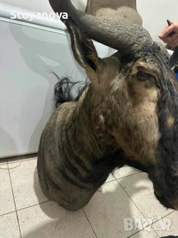Препарирана трофейна глава на  СИНЬО ГНУ, снимка 2 - Ловно оръжие - 54855688