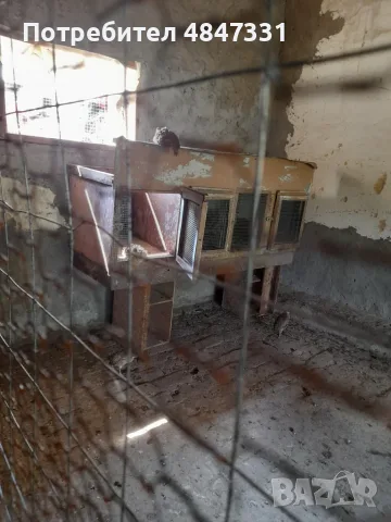 Фазани                     ., снимка 4 - други­ - 55407831