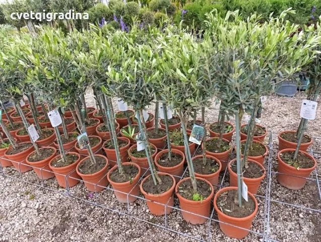 Olea europaea Topiary-Европейска маслина
