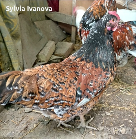 оплодени яйца от шведска цветна кокошка за люпене swedish flower hen, снимка 2 - Кокошки и пуйки - 55039175