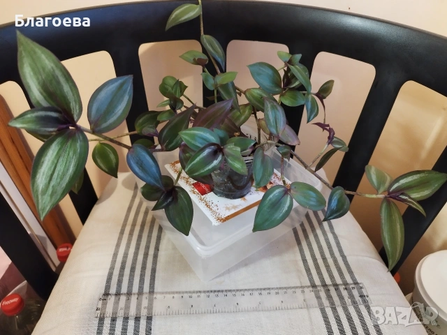 Традесканция 2.20 €, снимка 2 - Стайни растения - 52027182