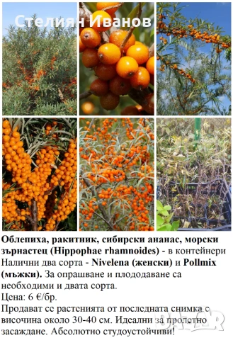 ПЛОДНИ ХРАСТИ В КОНТЕЙНЕРИ, снимка 13 - Градински цветя и растения - 53447504