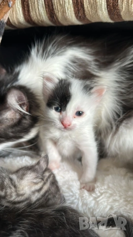 Домашни Котенца + Доставка 50 евро, снимка 6 - Ангорски - 40695376