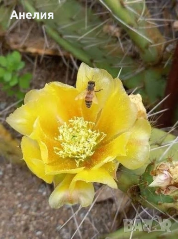 Opuntia engelmanni жълта големи растения