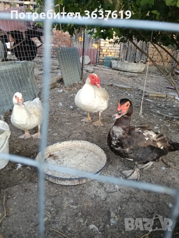 Неми патици.пекински.гъски, снимка 3 - Патици и гъски - 55238238