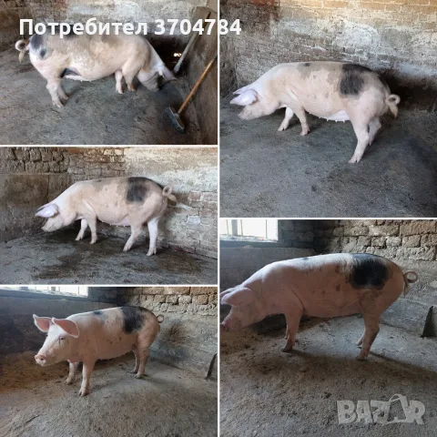 Продавам спрасна свиня 