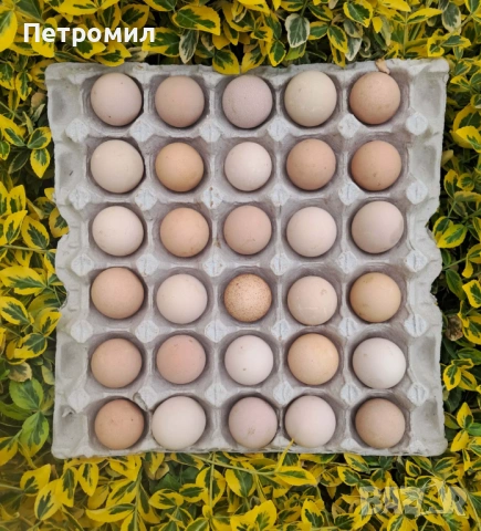 Яйца от токачки, снимка 7 - Кокошки и пуйки - 54916486