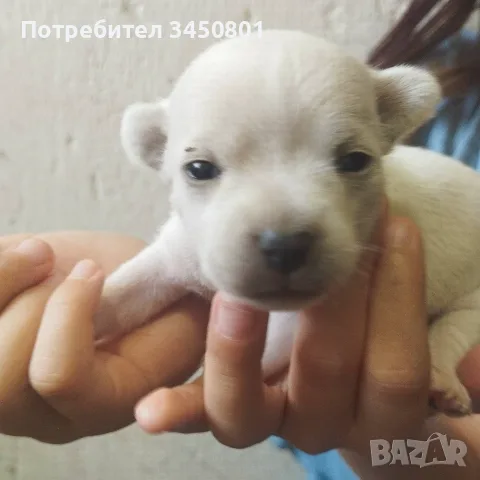 Кучета мини пинчери бели, снимка 3 - Пинчер - 55583139